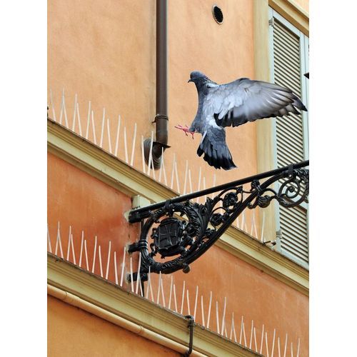 pics anti-pigeons, pics anti- oiseaux 55cm