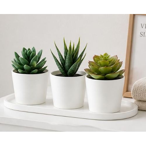 Lot 3 Plantes Succulentes