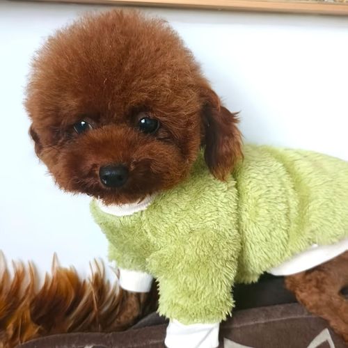 Pull chaud polaire pour chiens & chats – Automne & Hiver - Vert