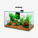 Poissons
