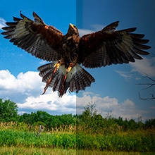 paysage, ciel bleu avec aigle