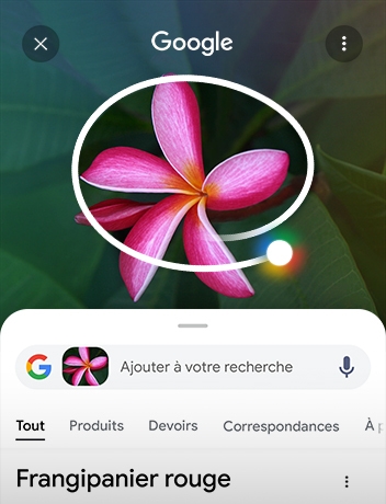 Une image de plantes sur un écran a été entourée et les résultats d’une recherche Google apparaissent en dessous.
