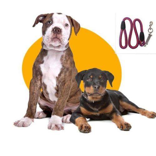 Laisse Chien de Luxe en Nylon avec Boucle Doree Confort et Style