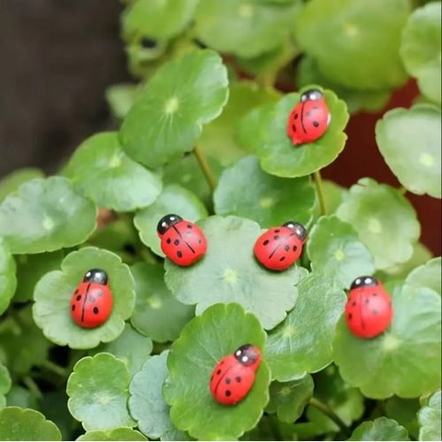 Decoration pour les plantes, 50 pieces de coccinelles en bois