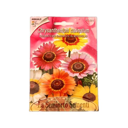 Graines de fleurs Italiennes الأقحوان Chrysanthemum