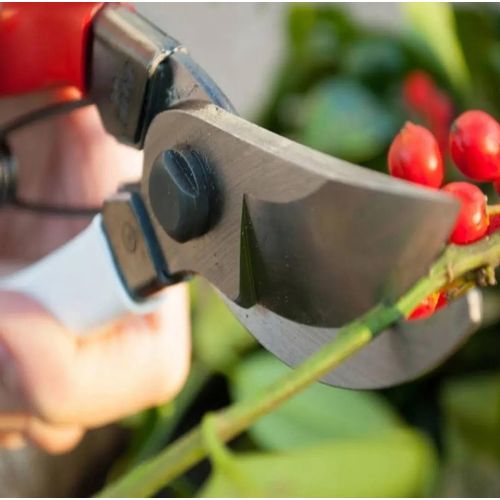 ciseaux de jardin en acier pour une coupe précise et facilement (couleur aléatoire)