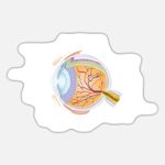 product_image_name-Generic-Human eye anatomy 5 ملصقات ديكور-1