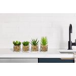 product_image_name-Generic-4 Petites plantes grasse en pot verre-3