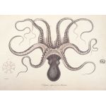 Vintage octopus  Poster Chambre Haute Qualité