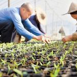 product_image_name-Generic-Pot Semis, Amitas 2 Pcs 77Trous Plateau de Semis en PS Pot de Plantation Pots de Germination pour FLeur et Plante Semis (5pcs)-2