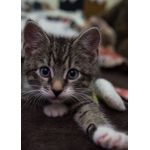 Cat cats feline kitty  Style 313 Poster Chambre Haute Qualité