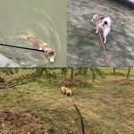 product_image_name-Generic-Long Dog and Horse Training Lunge Leash Webbing Line Lead 5m-3