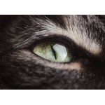 Cat cats feline kitty  Style 210 Poster Chambre Haute Qualité