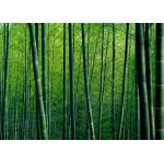 Bamboo trees nature  Poster Chambre Haute Qualité