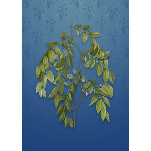 Jujube on bahama blue  Poster Chambre Haute Qualité