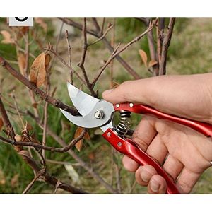 Ciseaux de taille professionnels de haute qualité, pour le jardinage à la  main, jardin sécateur, ciseaux jardin