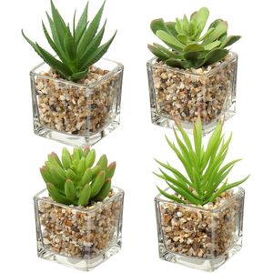 4 Petites plantes grasse en pot verre