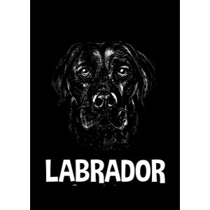 Labrador labby dog face   Poster Chambre Haute Qualité