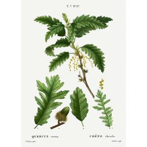 Traite arbres 1819 hq orig  Poster Chambre Haute Qualité