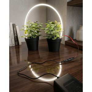 La première plante lumineuse décorative qui attire tous les regards