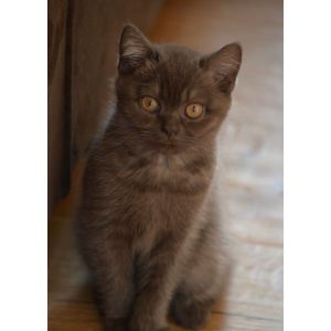 Cat cats feline kitty  Style 438 Poster Chambre Haute Qualité