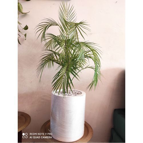 Generic Plante artificielle palmier décoration d'intérieur 100cm pot en  bois blanc à prix pas cher