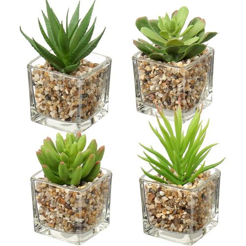 product_image_name-Generic-4 Petites plantes grasse en pot verre-1
