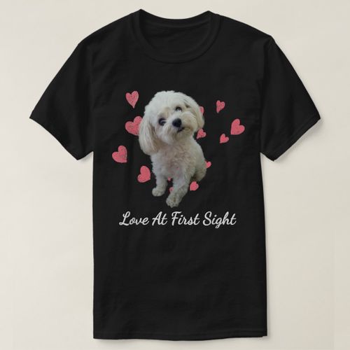 Cher chien maltese cheap