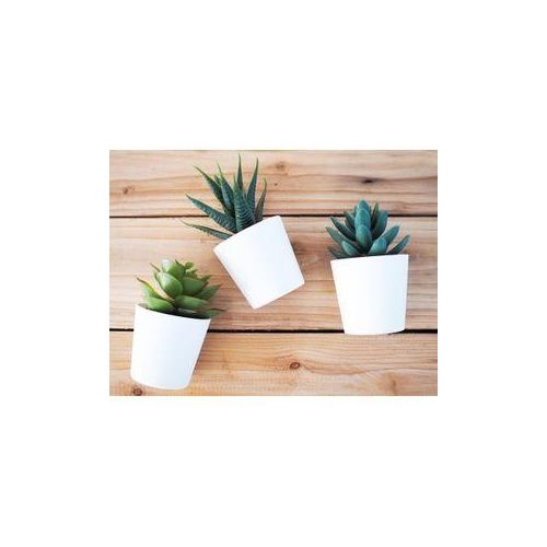 product_image_name-Generic-Lot de 3 plantes succulentes en plastique /5 cm-2