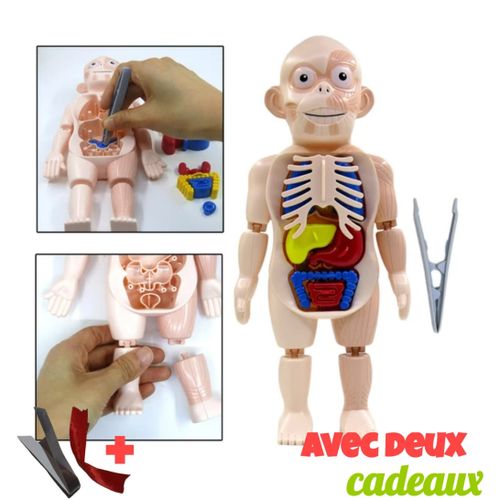 Generic Modèle d'anatomie du corps humain pour enfants, jouet assemblé à  prix pas cher