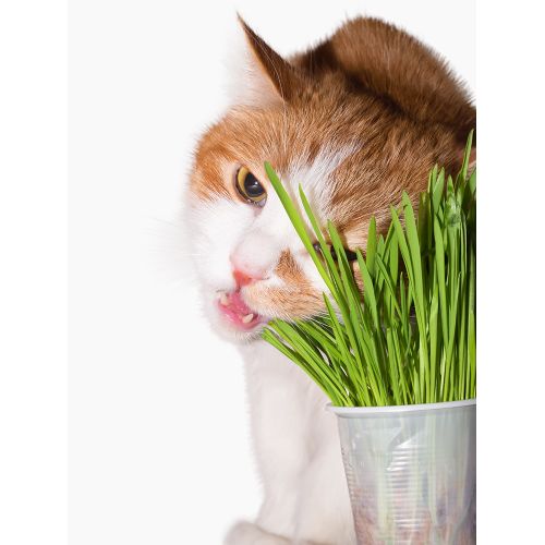 Cataire (herbe aux chats)