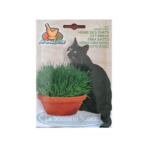 Graines de cataire ou herbe aux chats