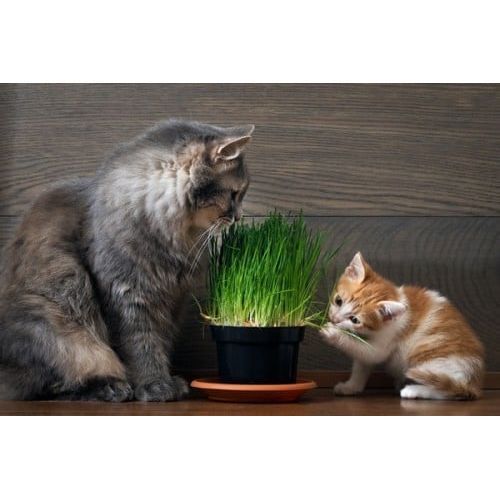 Graines & semences de cataire herbe aux chats au Maroc
