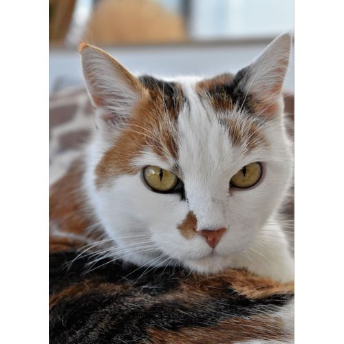 product_image_name-Generic-Cat cats feline kitty  Style 342 Poster Chambre Haute Qualité-1