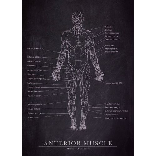 product_image_name-Generic-Anterior muscle  Poster Chambre Haute Qualité-1