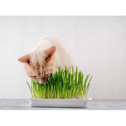 0,50 g de graines de Cataire ou Herbe à chat