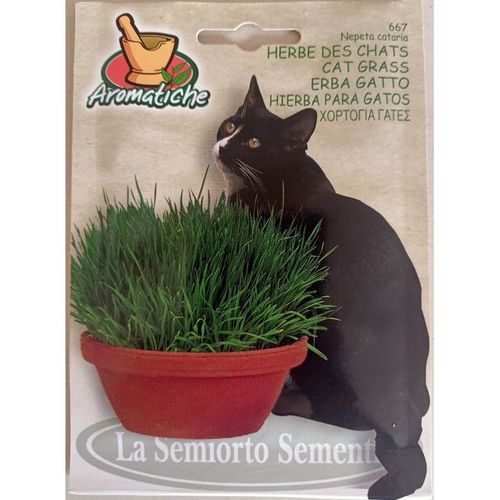 Herbe à chat, Chataire