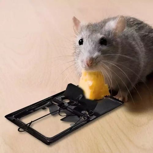 Generic Piège à souris de grande taille, facile à installer, dispositif de  capture rapide des rat à prix pas cher