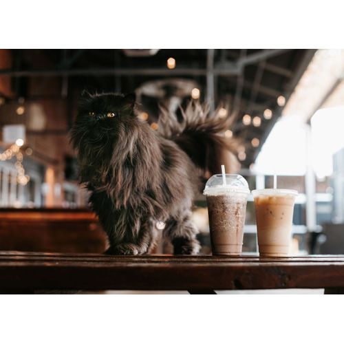 product_image_name-Generic-Cat cats feline kitty  Style 201 Poster Chambre Haute Qualité-1