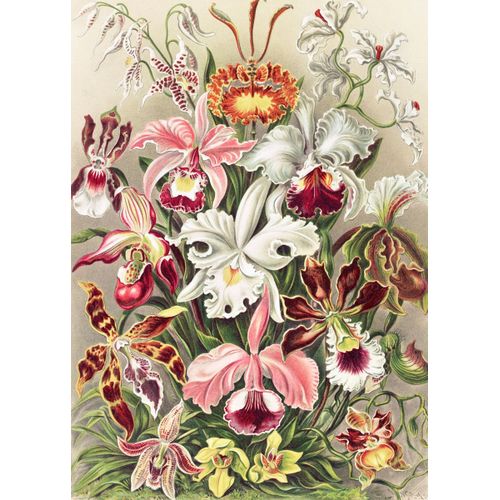 product_image_name-Generic-Art forms in nature  Poster Chambre Haute Qualité-1