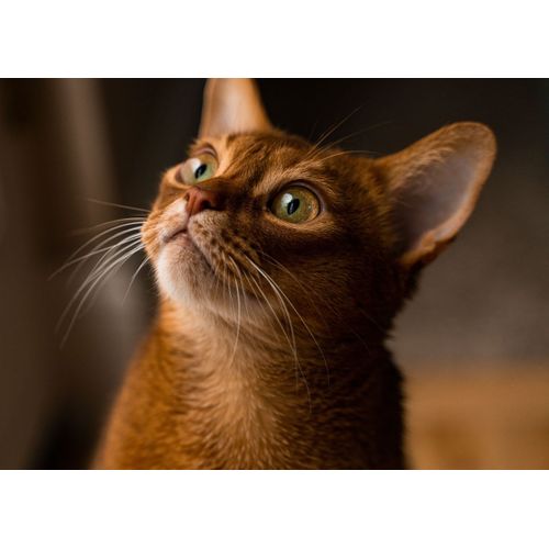 product_image_name-Generic-Cat cats feline kitty  Style 246 Poster Chambre Haute Qualité-1