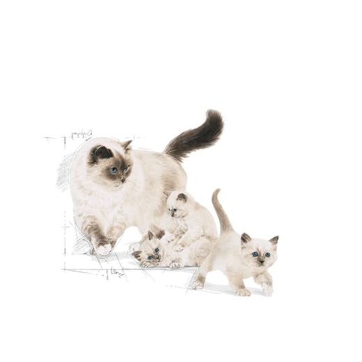 Royal Canin Mother Babycat 4 kg - image 2