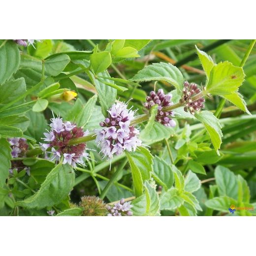 Generic Huile Essentielle de Menthe Pouliot 10 ml- Bio - image 2