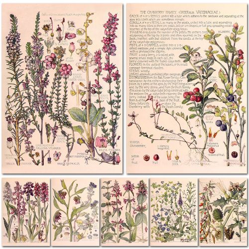 7 Poster A5 Wild Plant Flowers Retro knowledge Poster